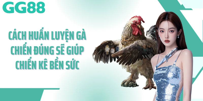 Cách huấn luyện gà chiến đúng sẽ giúp chiến kê bền sức