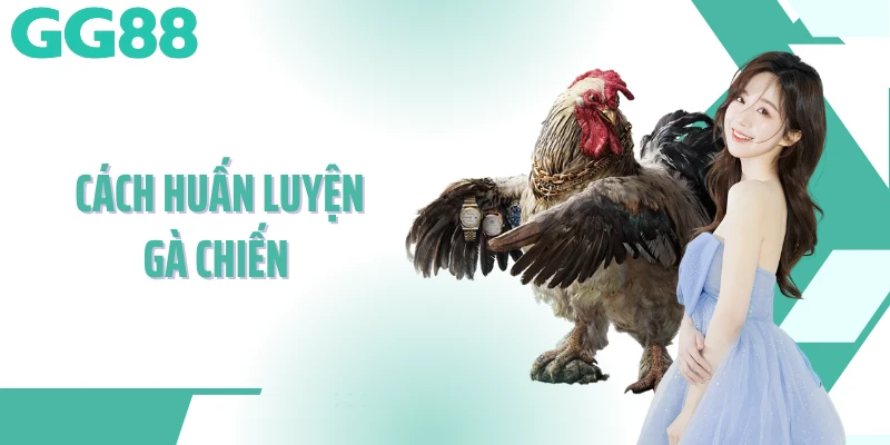 Cách Huấn Luyện Gà Chiến
