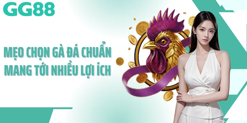 Mẹo chọn gà đá chuẩn mang tới nhiều lợi ích