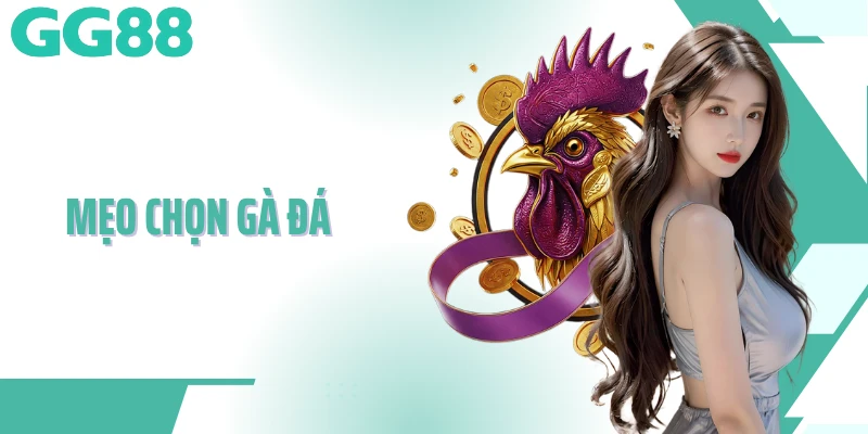 Mẹo Chọn Gà Đá