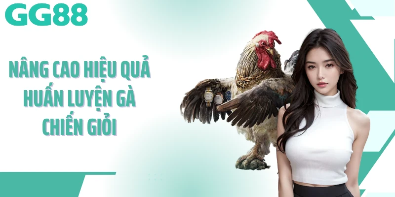 Nâng cao hiệu quả huấn luyện gà chiến giỏi