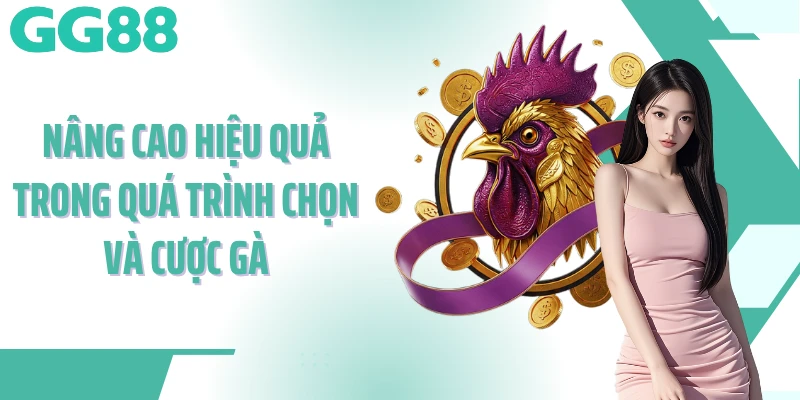 Nâng cao hiệu quả trong quá trình chọn và cược gà