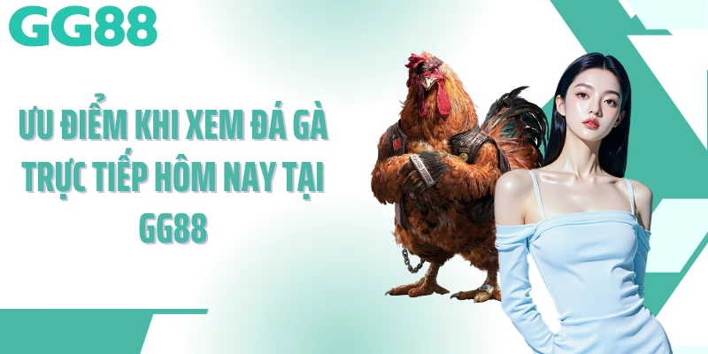 Ưu điểm khi xem đá gà trực tiếp hôm nay tại GG88