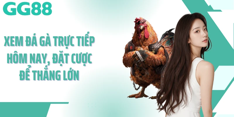 Xem đá gà trực tiếp hôm nay, đặt cược để thắng lớn