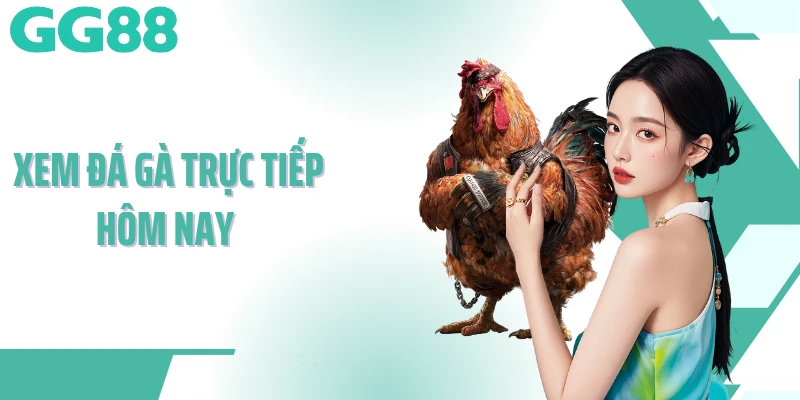 xem đá gà trực tiếp hôm nay